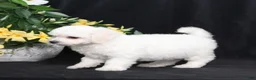 Bichon Frise dogs for sale: Luke - Ad 3