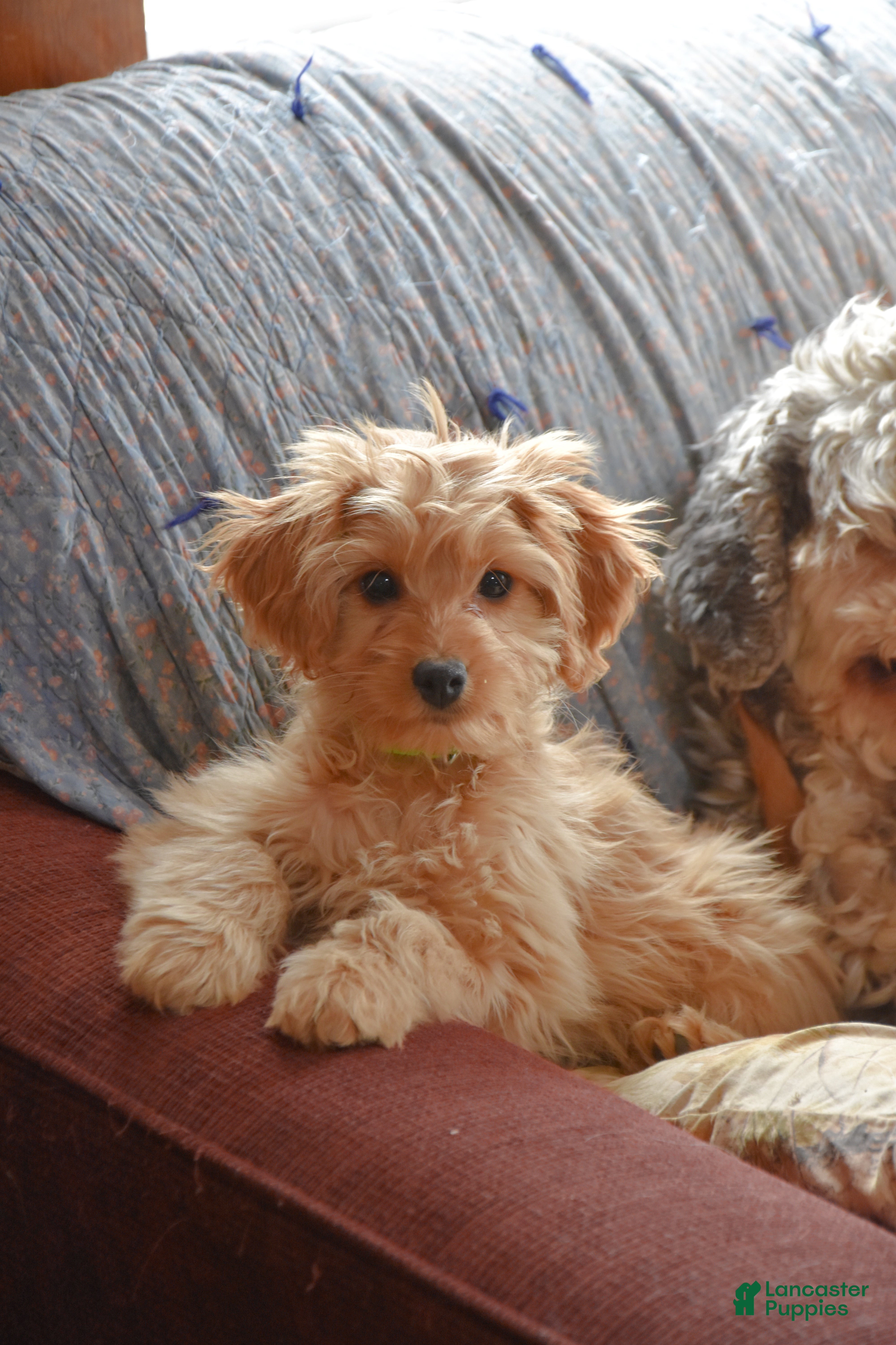 Cockapoo dogs Petunia - Ad 1