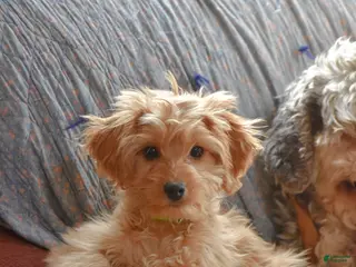 Cockapoo dogs for sale: Petunia - Ad 1