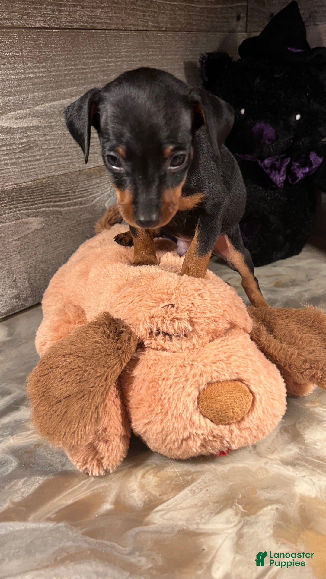 Miniature Pinscher dogs for sale: Winston - Ad 7