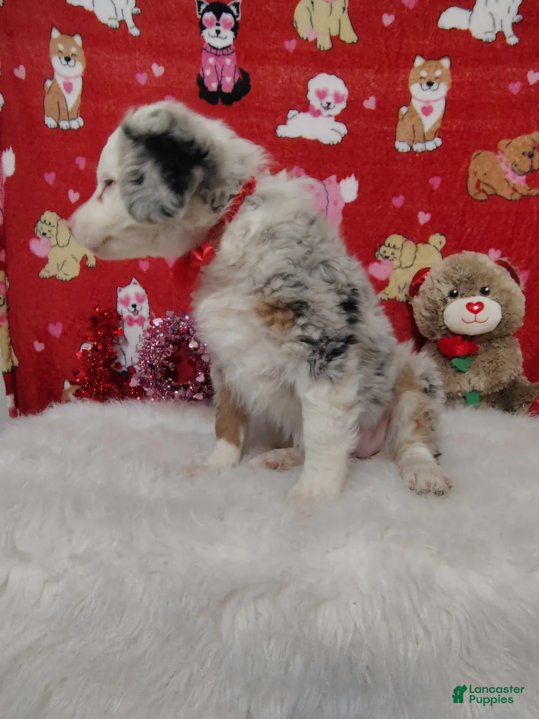 Mixed Breed dogs for sale: Jane - Ad 4