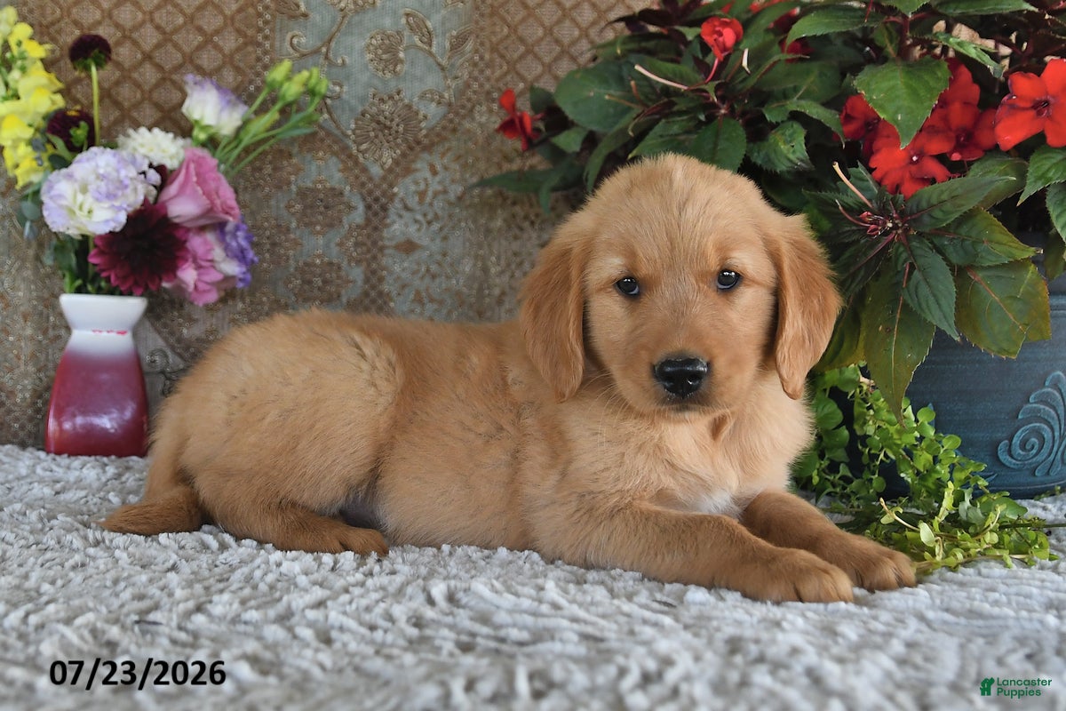 Golden Retriever dogs Hunter - Ad 2