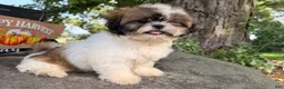 Shih Tzu dogs for sale: Queenie Shih Tzu  - Ad 13