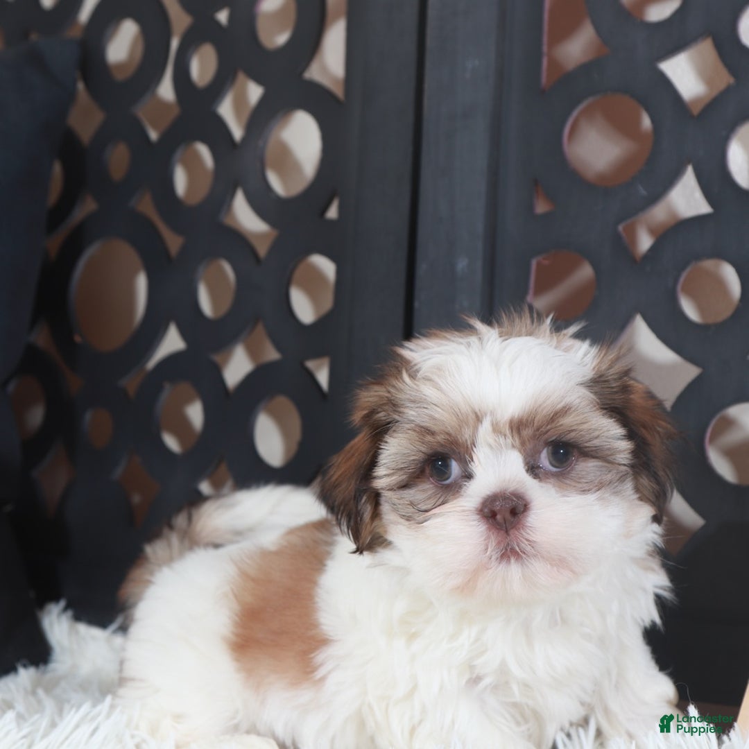Shih Tzu dogs for sale: Shih Tzu Puppy Molly - Ad 5