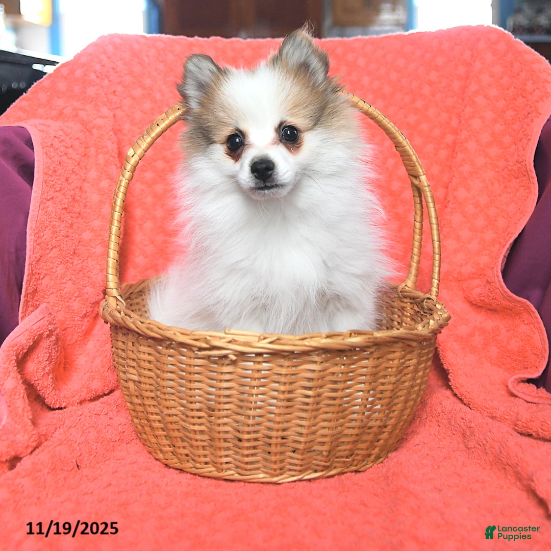 Pomeranian dogs for sale: Sport - Ad 2
