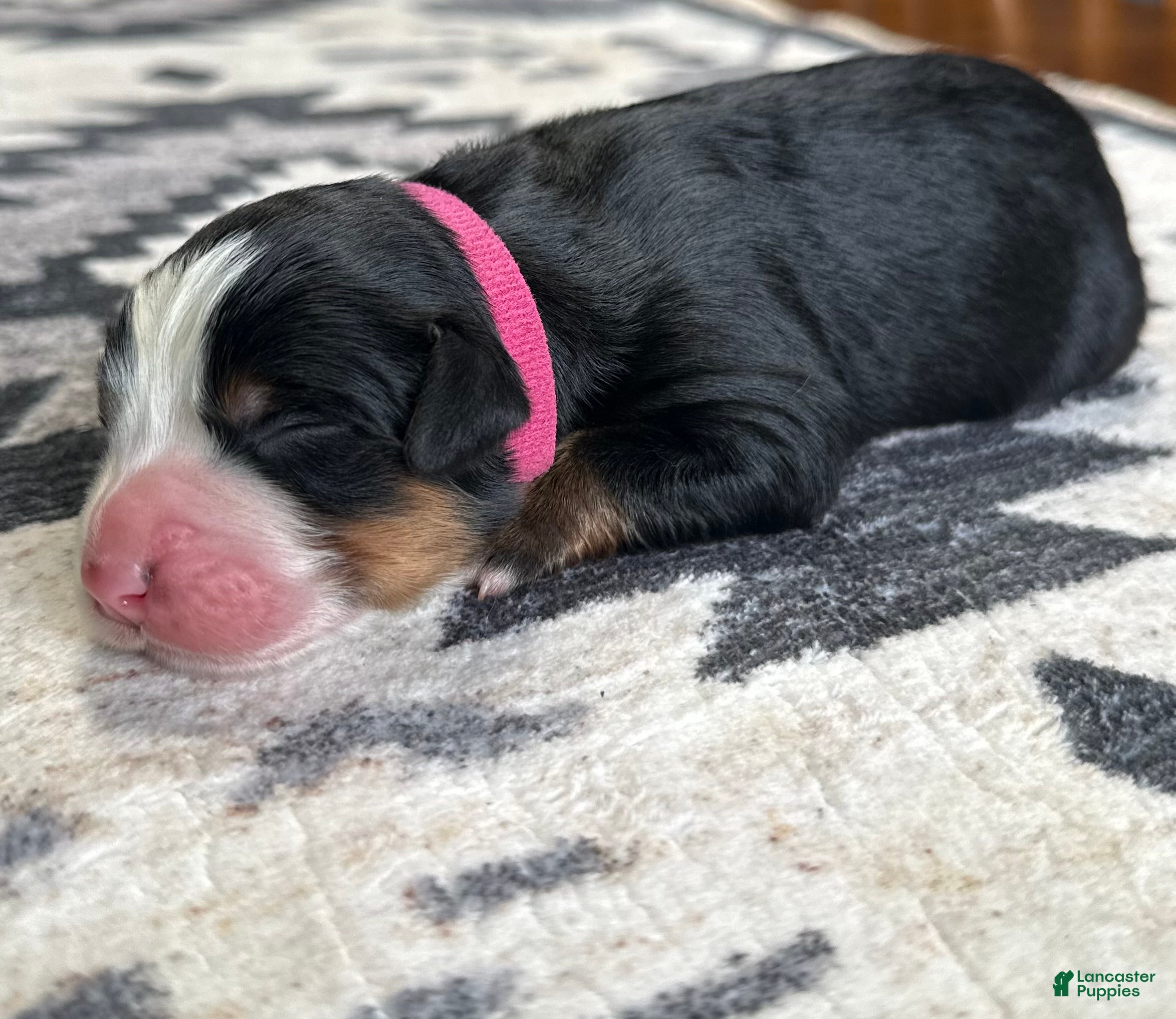 Bernese Mountain Dog dogs Ariat - Ad 36