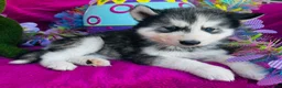 Siberian Husky dogs for sale: Braxton - Ad 9