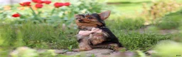 Yorkshire Terrier dogs for sale: Connor - Ad 7