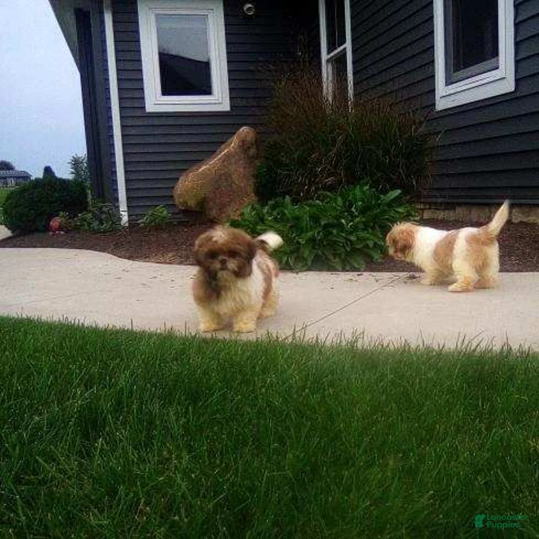Shih Tzu dogs for sale: Autumn - Ad 3