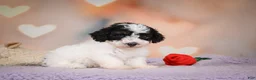 Maltipoo dogs for sale: Carter - Ad 8