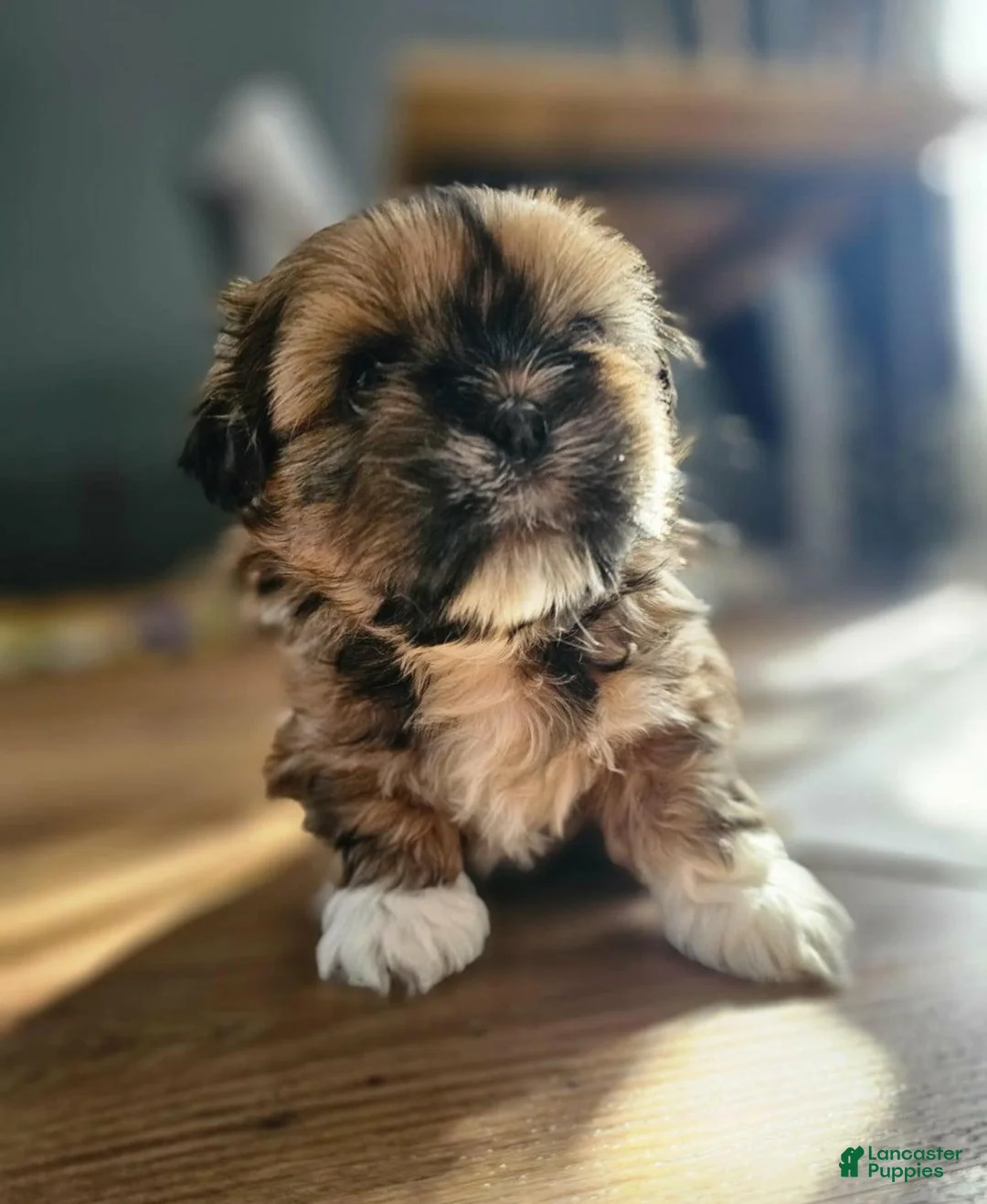 Shih Tzu dogs for sale: Rey - Ad 5