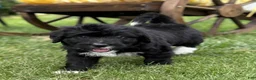 Bernedoodle dogs for sale: Chrissy - Ad 3