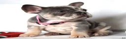 French Bulldog dogs for sale: Trixie - Ad 22