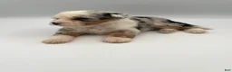 Bernedoodle dogs for sale: Fern - Ad 5