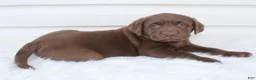Labrador Retriever dogs for sale: Myla AKC - Ad 3