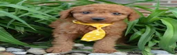 Mini Goldendoodle dogs for sale: Mini Gordon - Ad 17