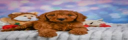 Mini Goldendoodle dogs for sale: Ivy - Ad 6