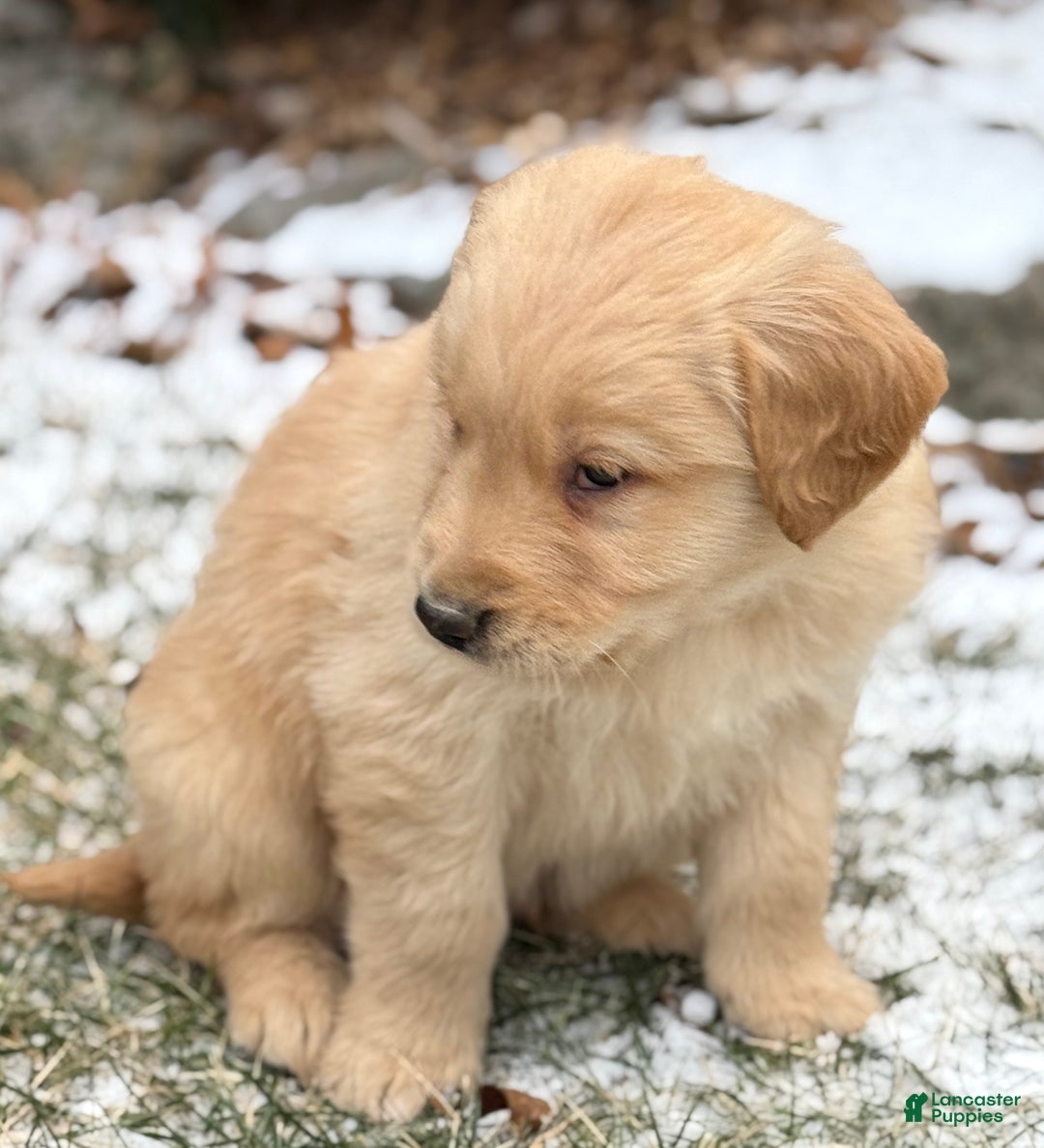 Golden Retriever dogs for sale: Sunny - Ad 2