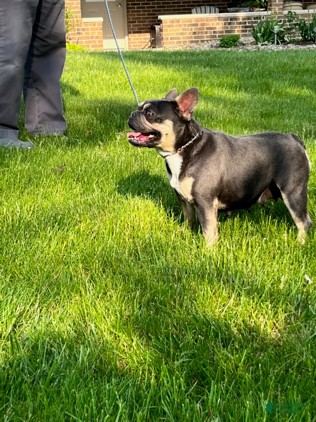 French Bulldog dogs for sale: Luke - Ad 10