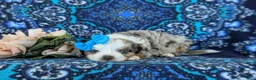 Mini Aussiedoodle dogs for sale: Lenora - Ad 6