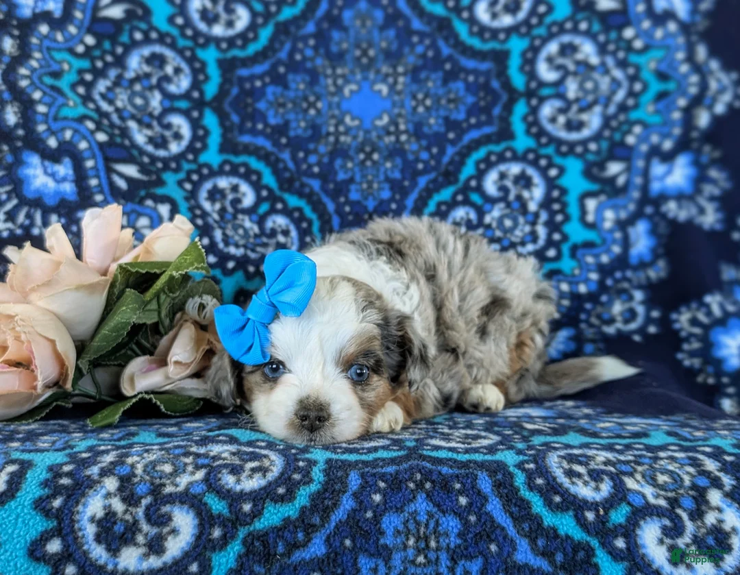 Mini Aussiedoodle dogs for sale: Lenora - Ad 6