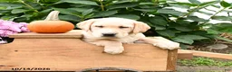 Labrador Retriever dogs for sale: Gumdrop - Ad 4