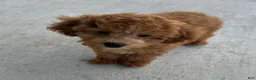 Cavapoo dogs for sale: Cozmo - Ad 4