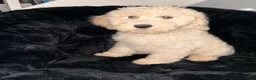 Standard Poodle dogs for sale: Standard Poodle 2 - Ad 2