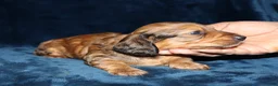 Miniature Dachshund dogs for sale: Perry - Ad 3