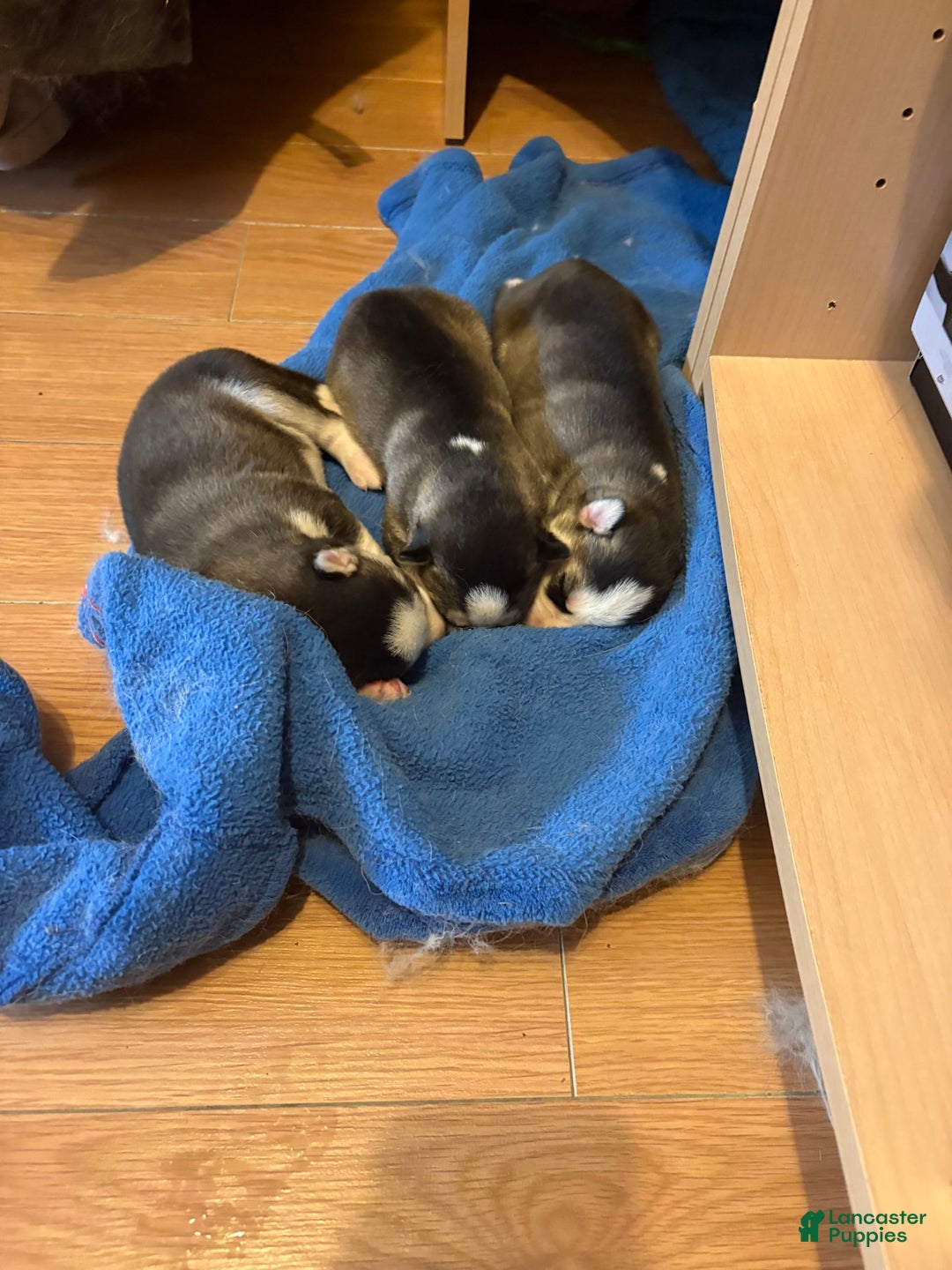 Siberian Husky dogs for sale: Izzy - Ad 2