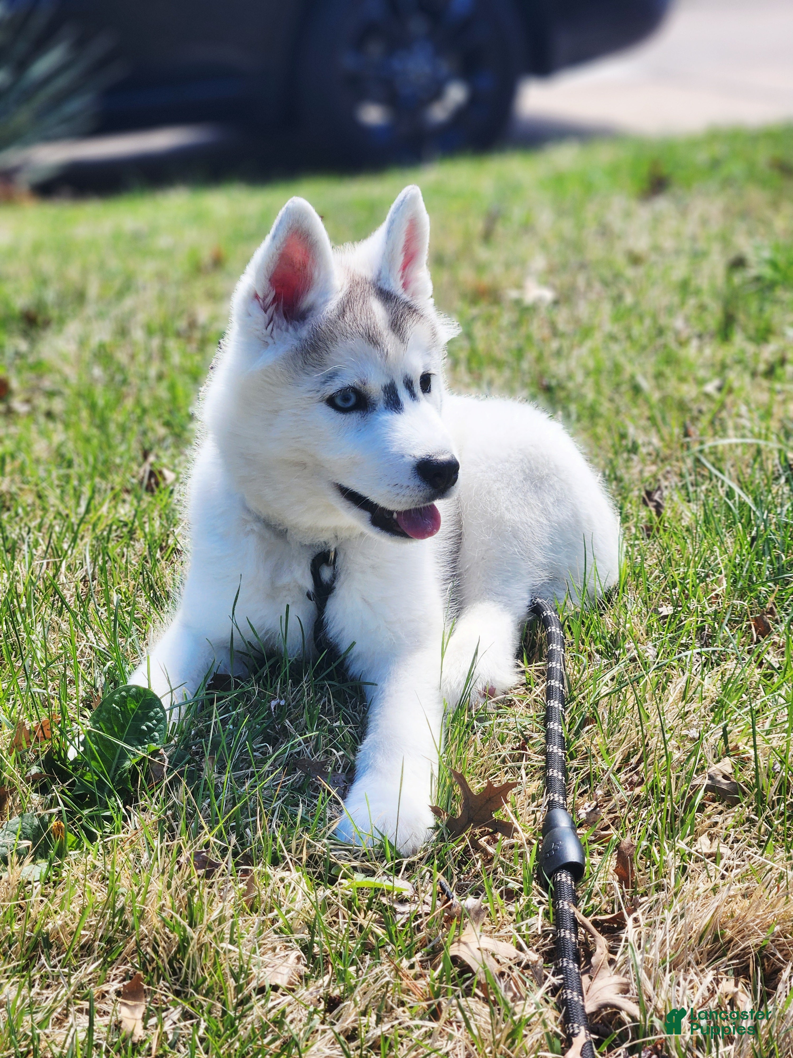 Siberian Husky dogs Balto - Ad 14