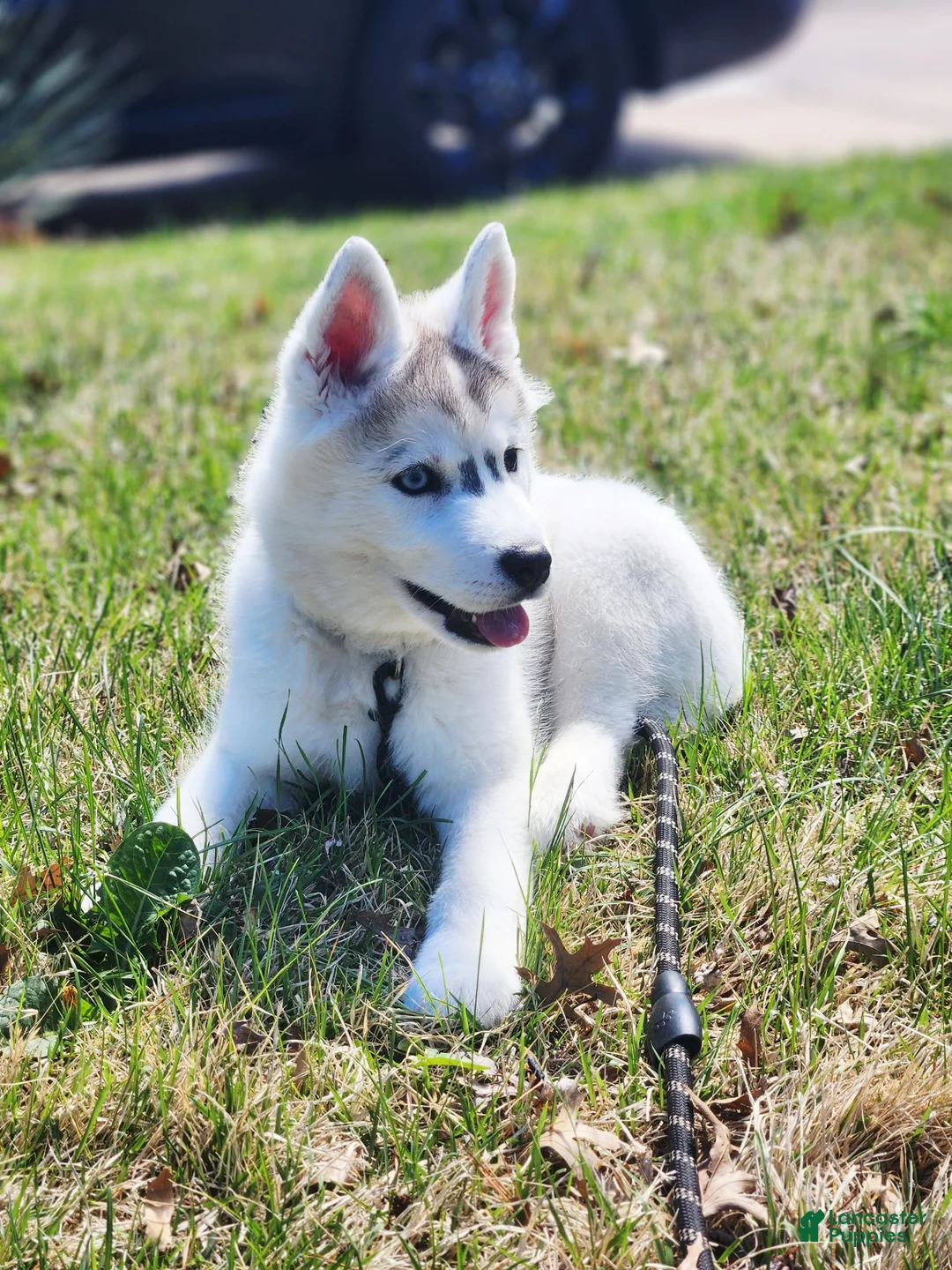 Siberian Husky dogs for sale: Balto - Ad 1