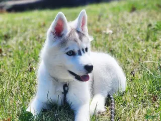 Siberian Husky dogs Balto - Ad 14