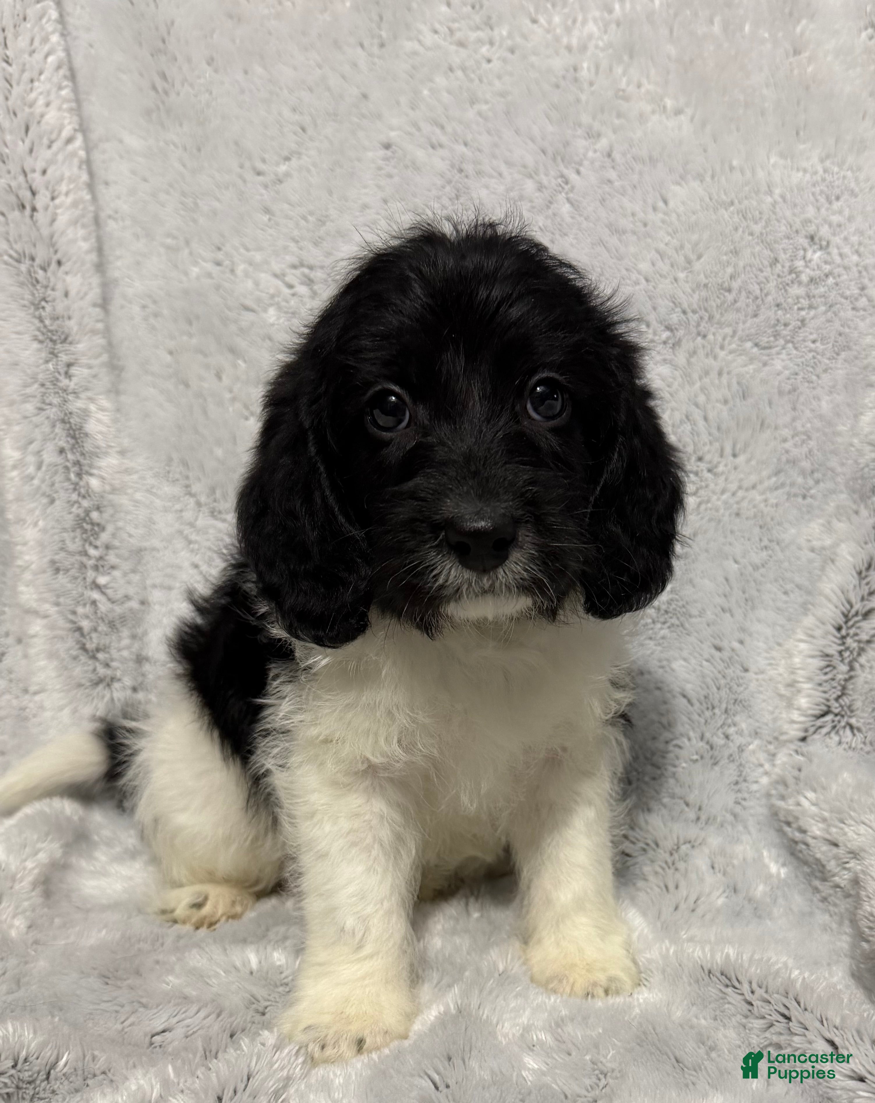 Mixed Breed dogs Cade - Ad 30