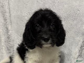 Mixed Breed dogs Cade - Ad 30