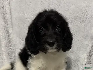 Mixed Breed dogs Cade - Ad 25