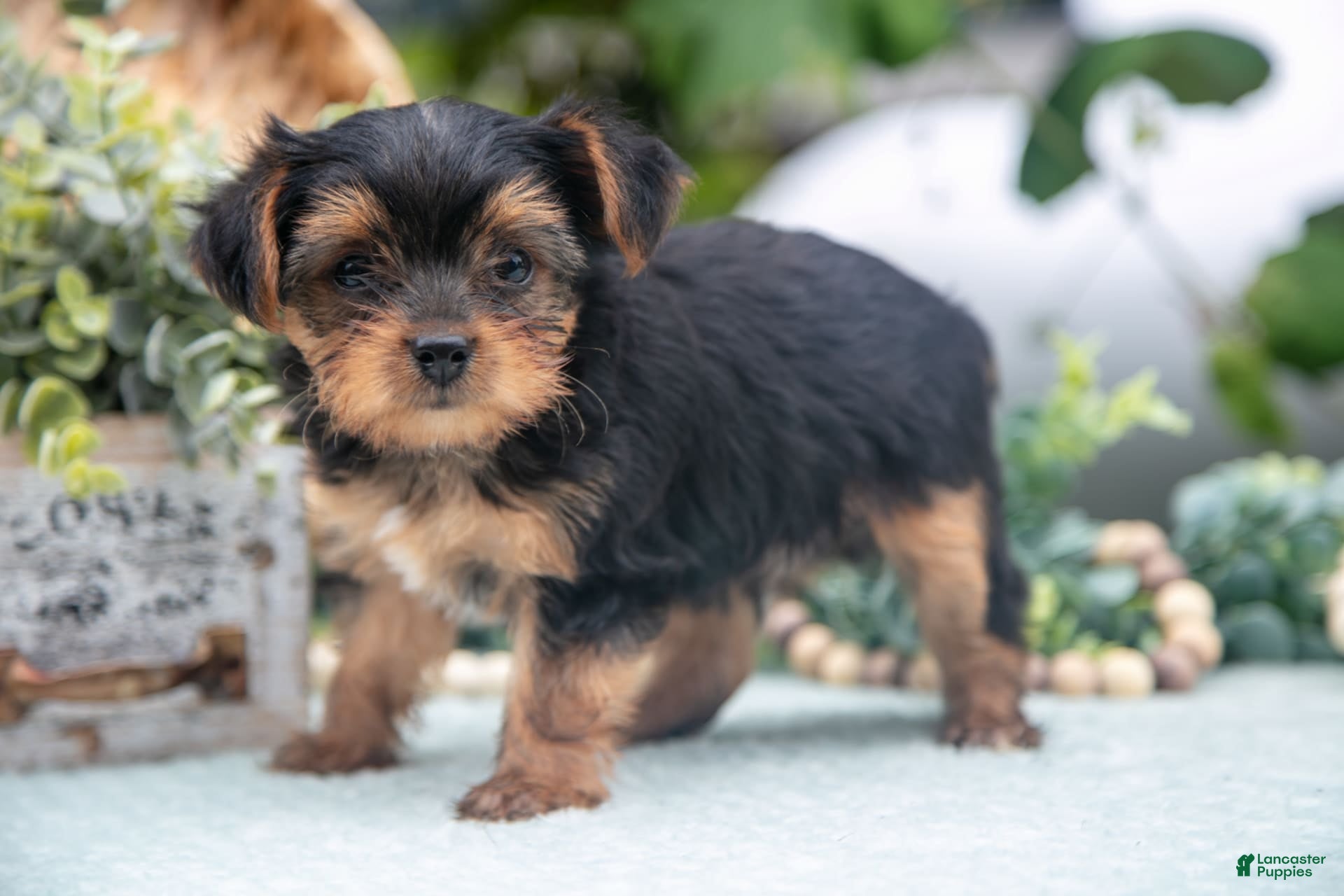 Shorkie dogs Hunter - Ad 19