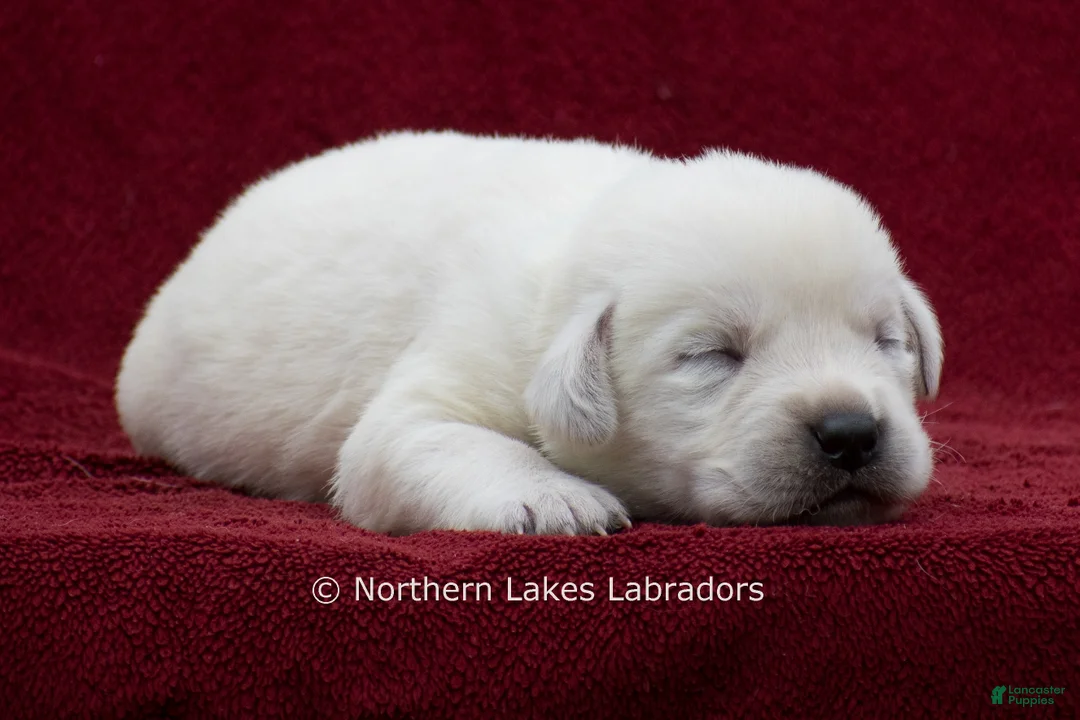 Labrador Retriever dogs for sale: Mateo - Ad 2