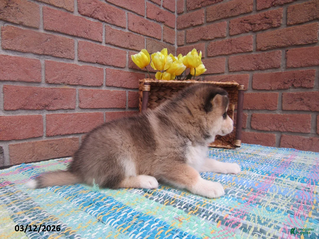 Pomsky dogs for sale: Buddy - Ad 3
