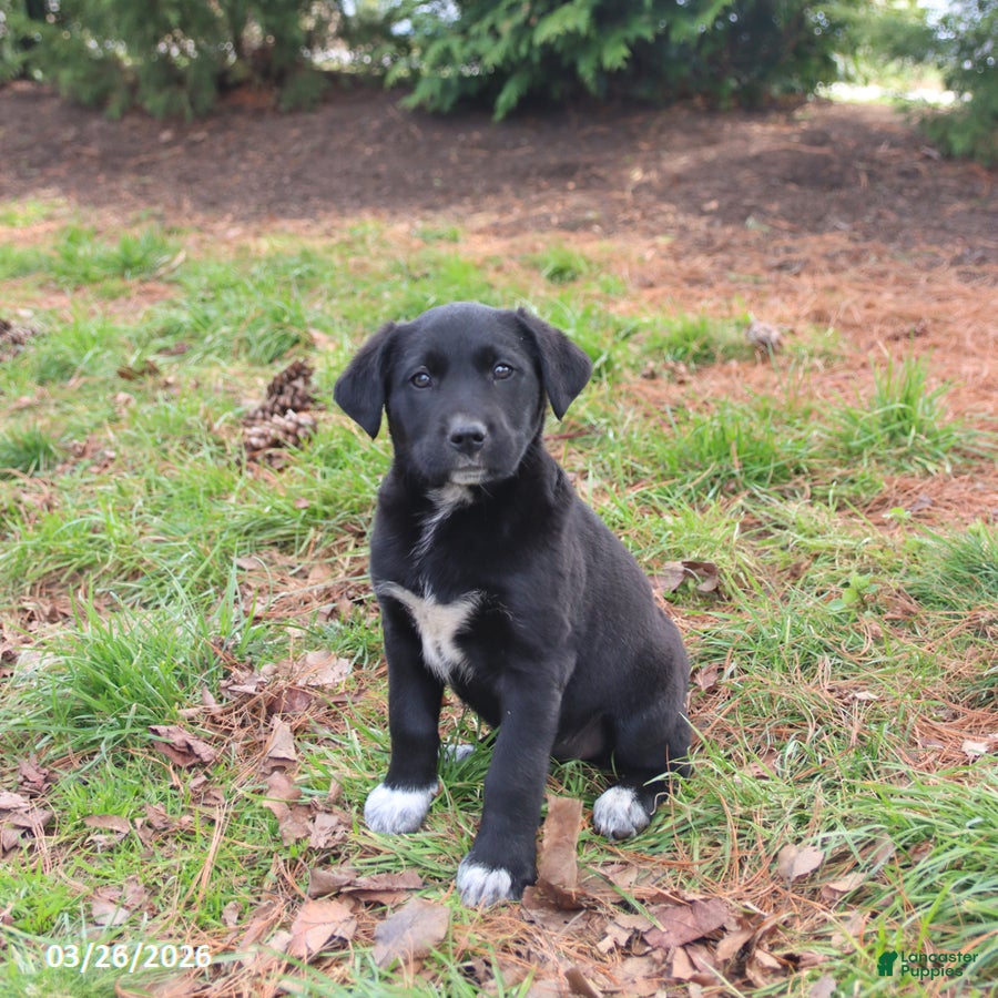 Mixed Breed dogs Molly - Ad 1