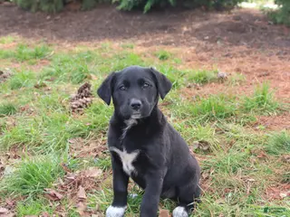 Mixed Breed dogs for sale: Molly - Ad 3