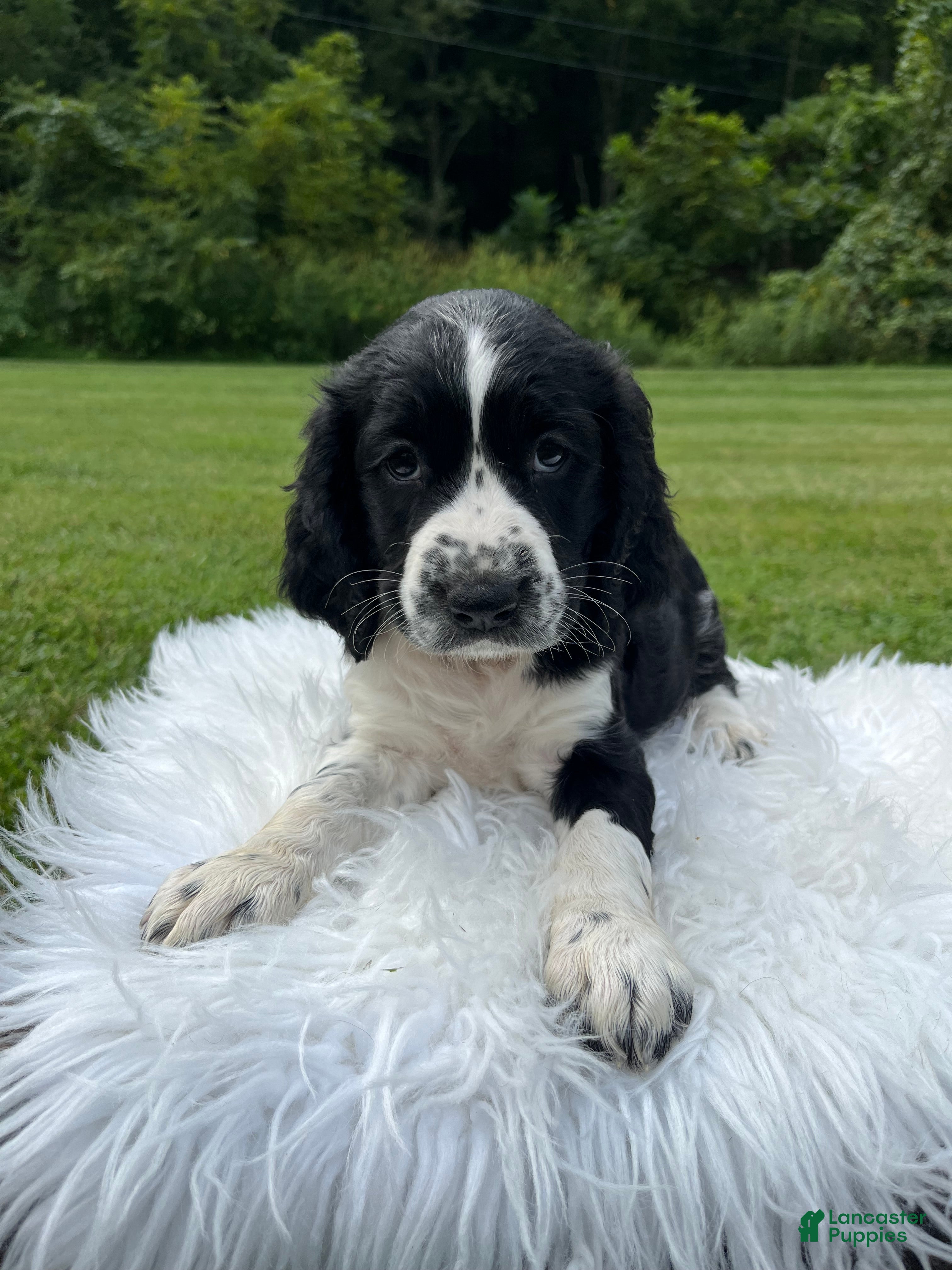 English Springer Spaniel dogs Duchess - Ad 2