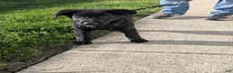 Mixed Breed dogs for sale: Mixed Breed Puppy 2 - Ad 11
