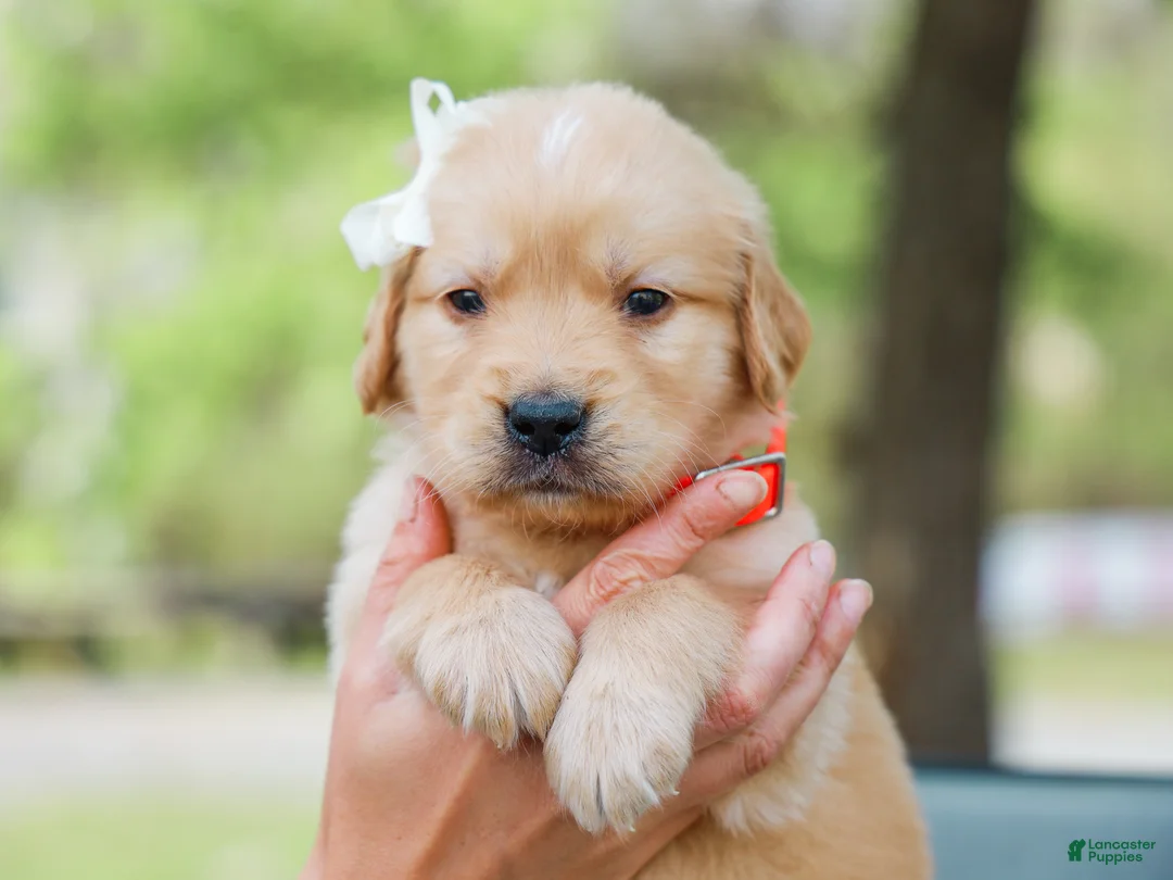 Golden Retriever dogs for sale: Arlo ACA Golden Retriever Pup - Ad 1