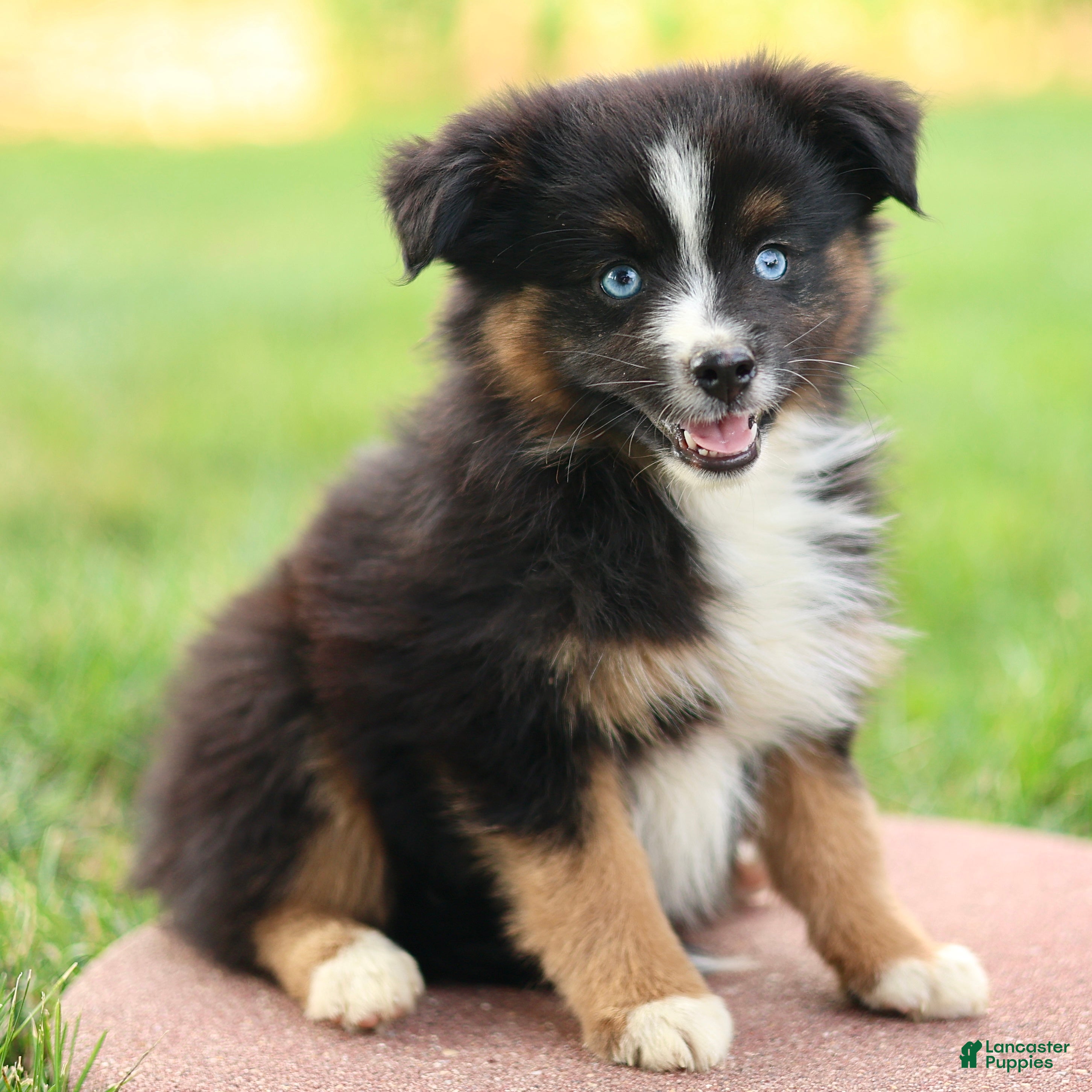 Miniature Australian Shepherd dogs Joy - Ad 1
