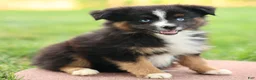 Miniature Australian Shepherd dogs for sale: Joy - Ad 1