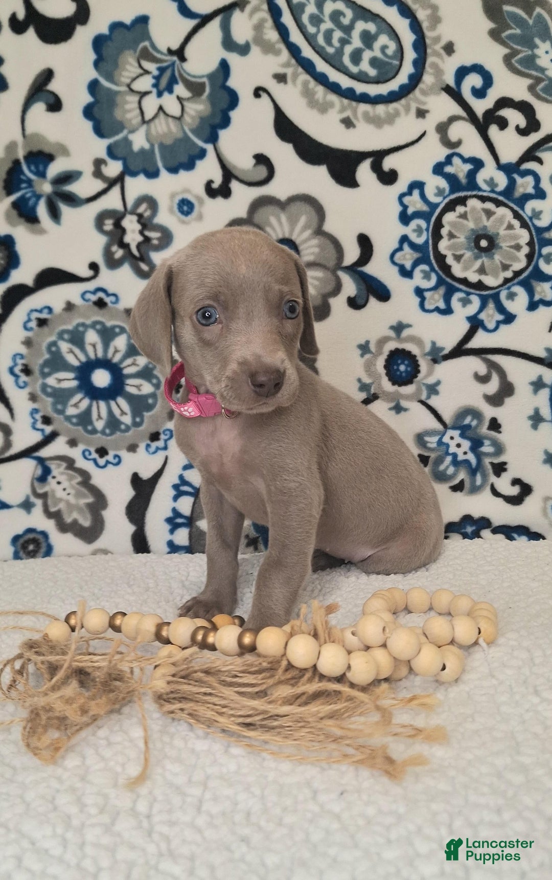 Weimaraner dogs for sale: Diamond - Ad 11