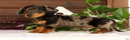Miniature Dachshund dogs for sale: Tumbles - Ad 6