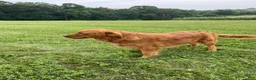 Golden Retriever dogs for sale: Sofia - Ad 3
