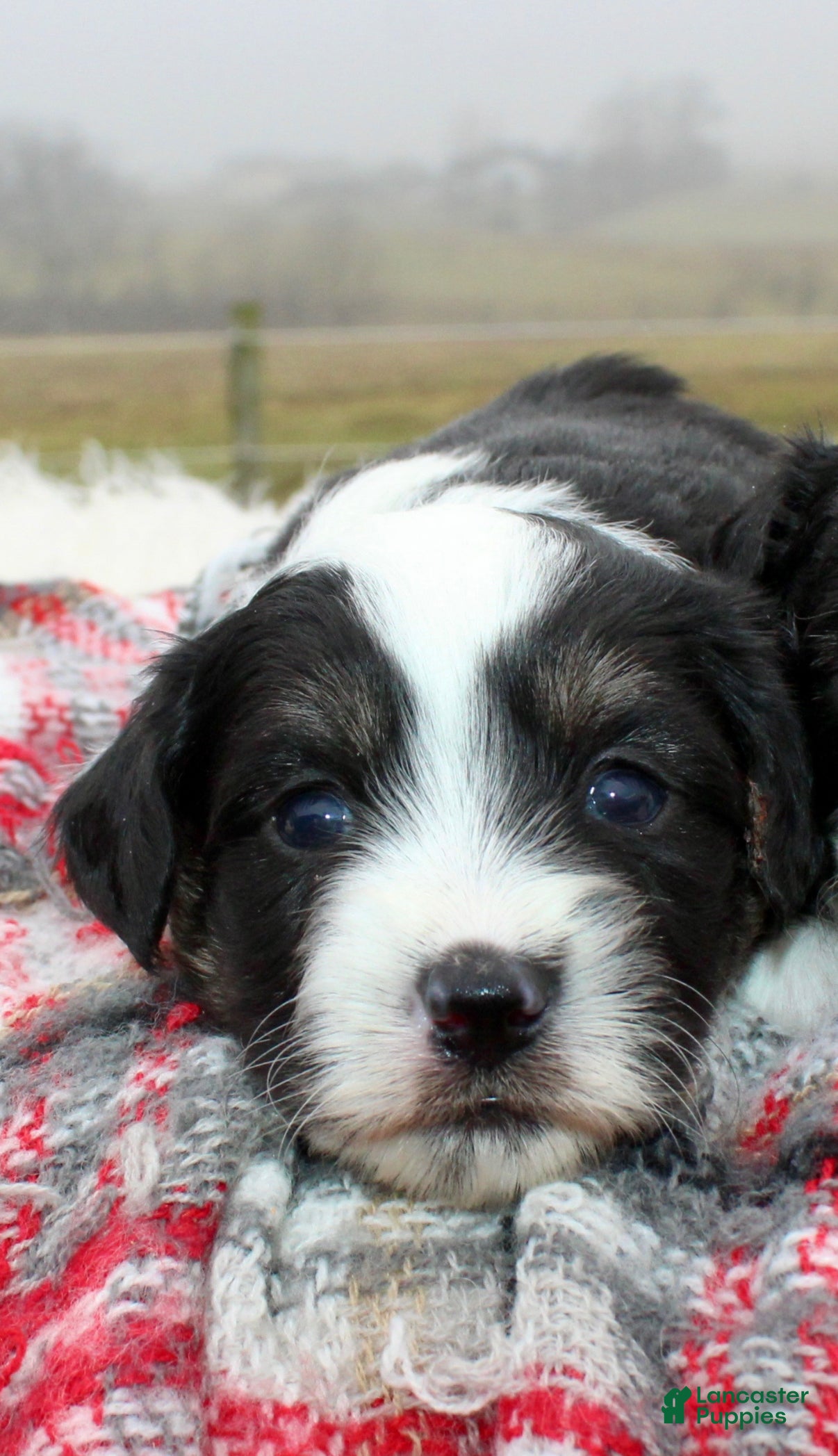 Toy Poodle dogs Toy Australian Shepherd Puppy 2 - Ad 13